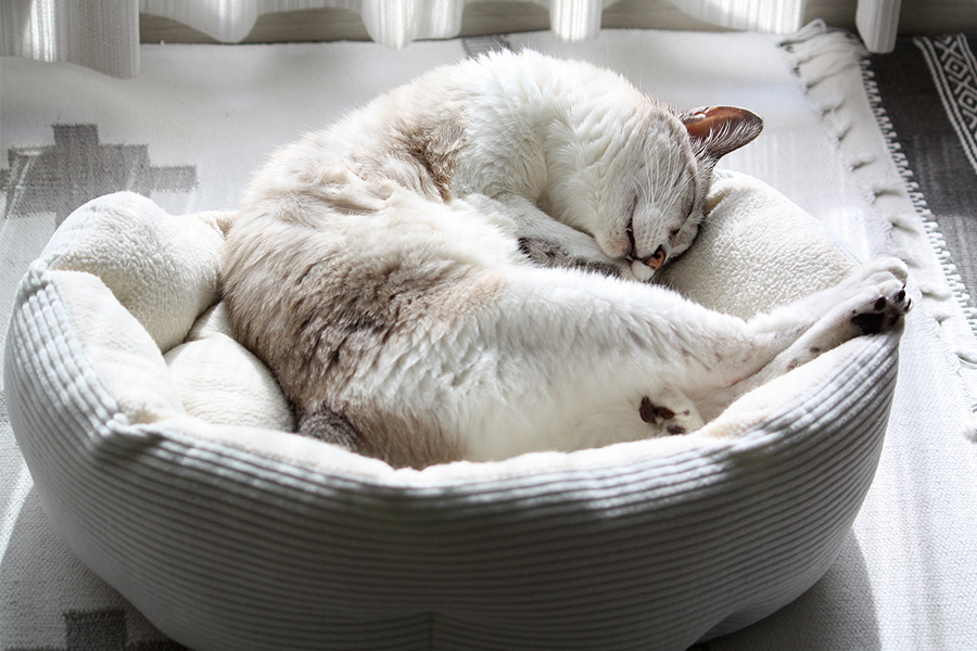 Pet Friendly Fabrics